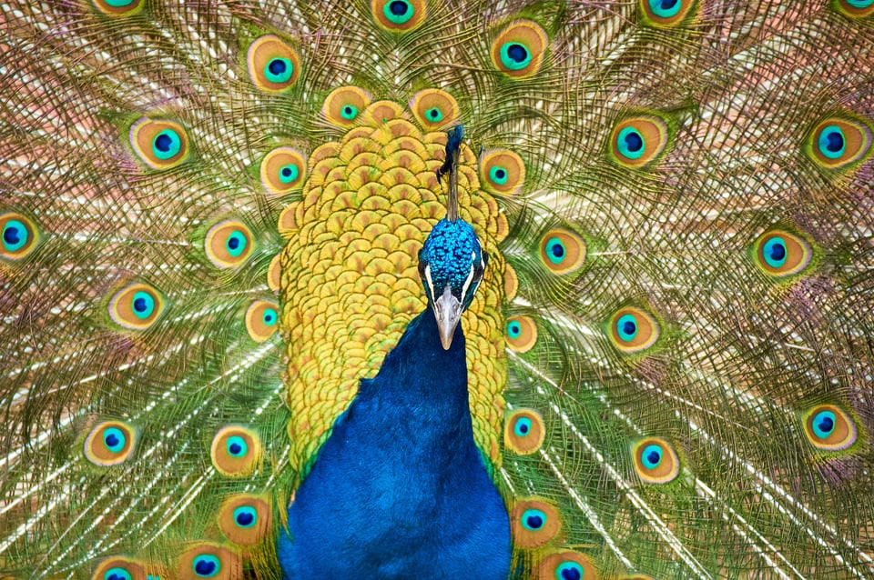 Peacock_Nikon D3_DSC_3701