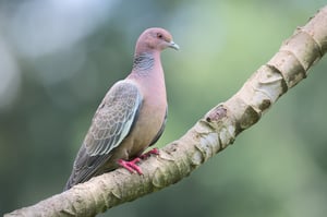 PicazuroPigeon_Jason_Polak