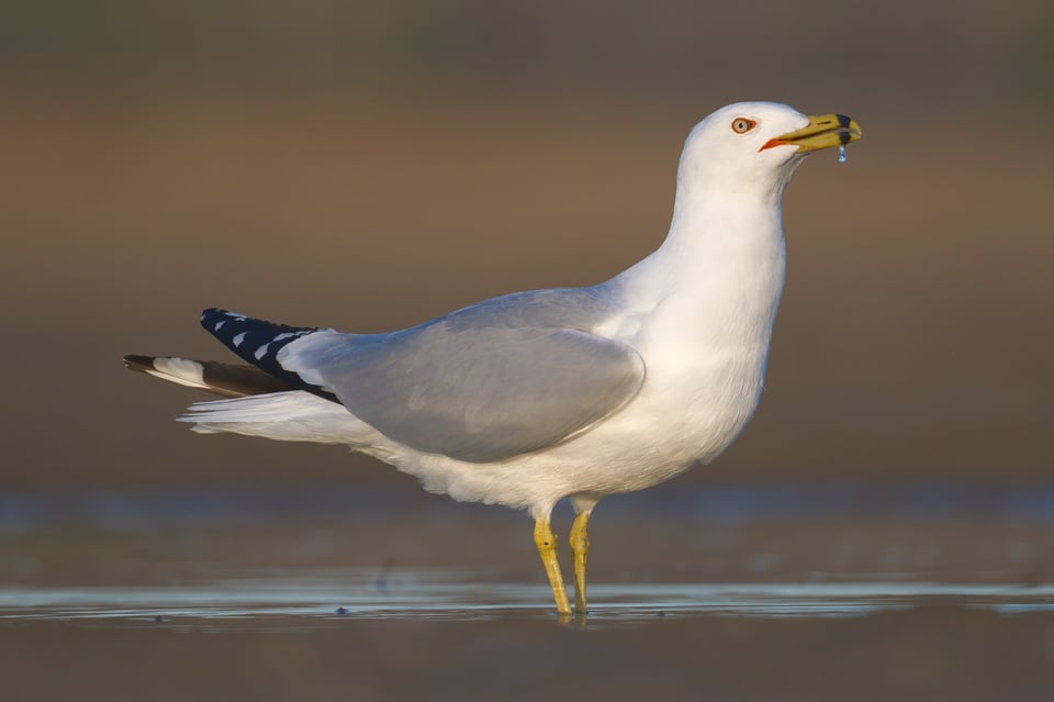 Ring_billed_Gull_Water_Jason_Polak