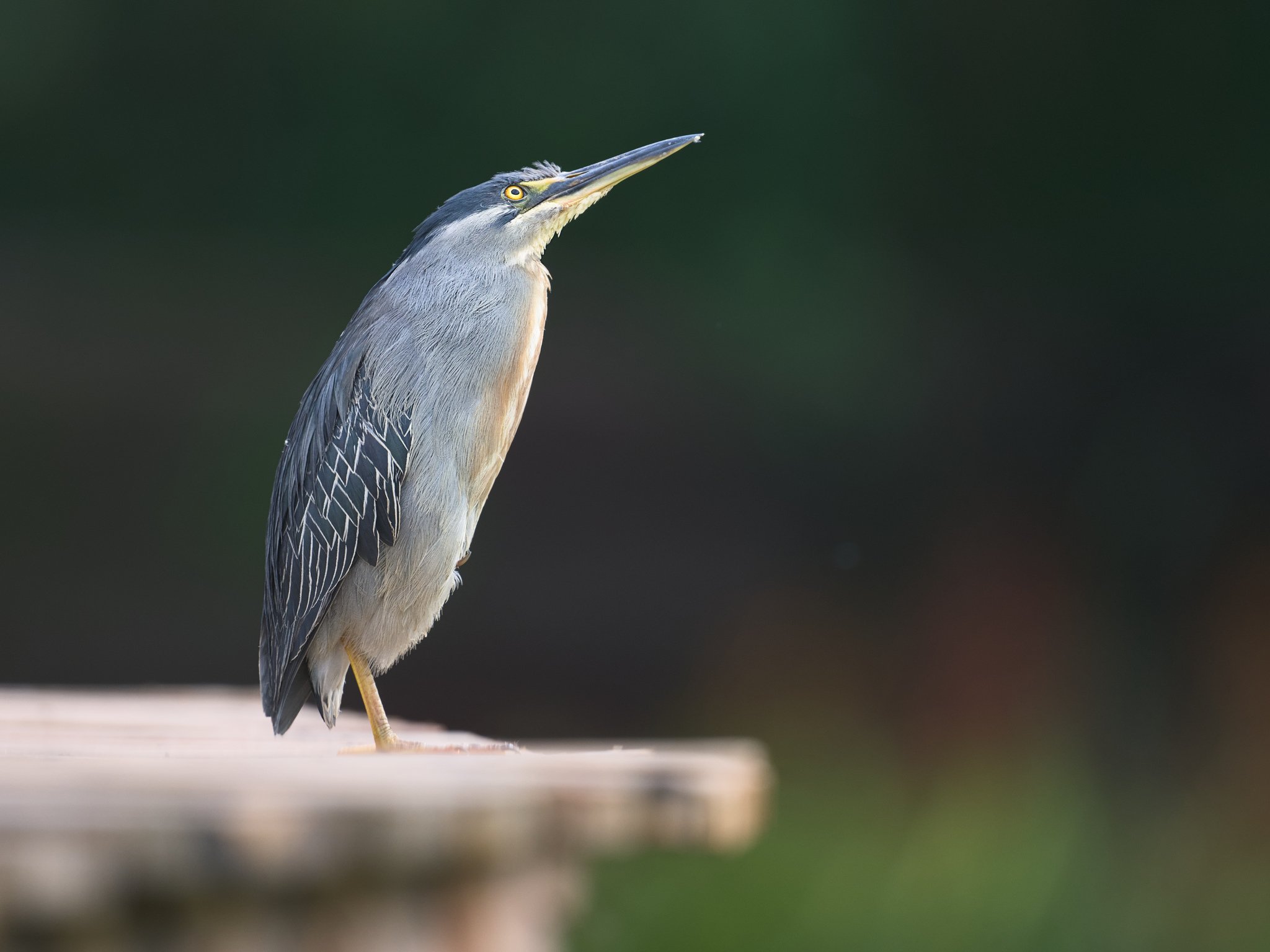 Striated_Heron_500_Jason_Polak