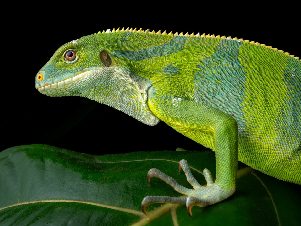 Wild Fijian Banded Iguana Brachylophus fasciatus