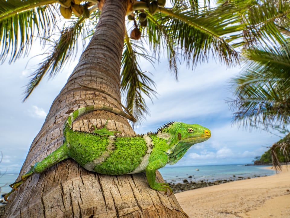 Wild Fijian Crested Iguana herp photography