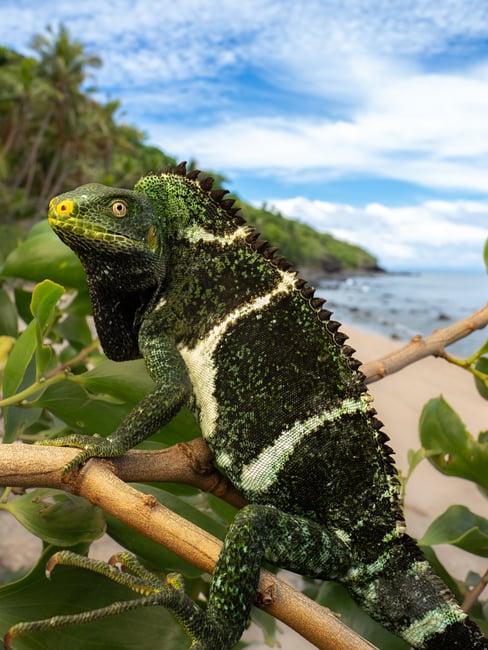 Wild Fijian Crested Iguana on the beach