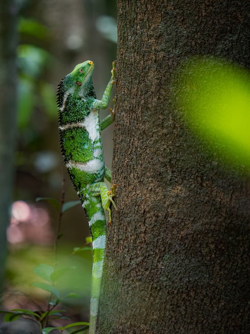 Wild Fijian Crested Iguana