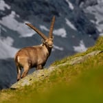 Ibex_Alpes_Austria__M532430-NEF