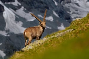 Ibex_Alpes_Austria__M532430-NEF