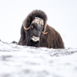 Muskox-10