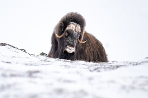 Muskox-10