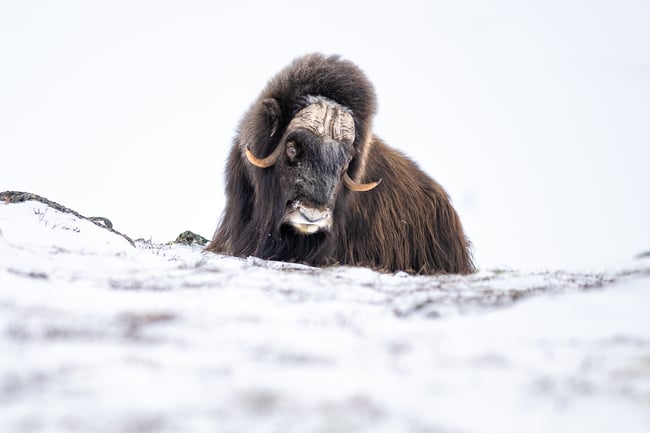 Photographing the Muskox in a Winter Wonderland