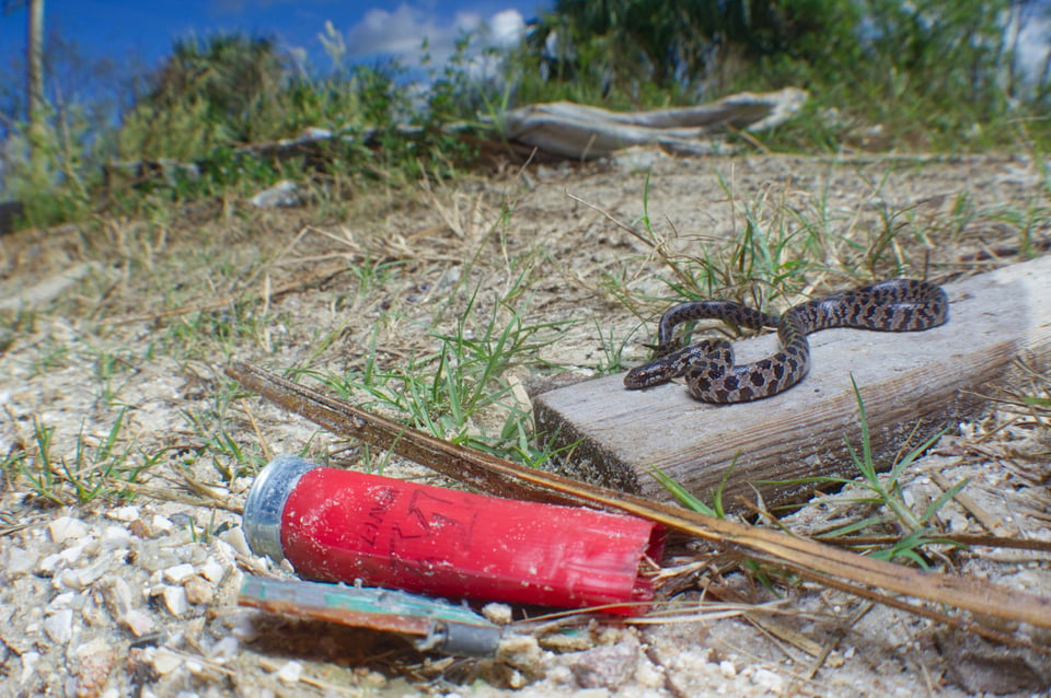 Southfloridamolekingsnake_florida