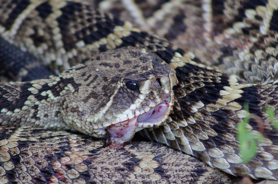 easterndiamondback