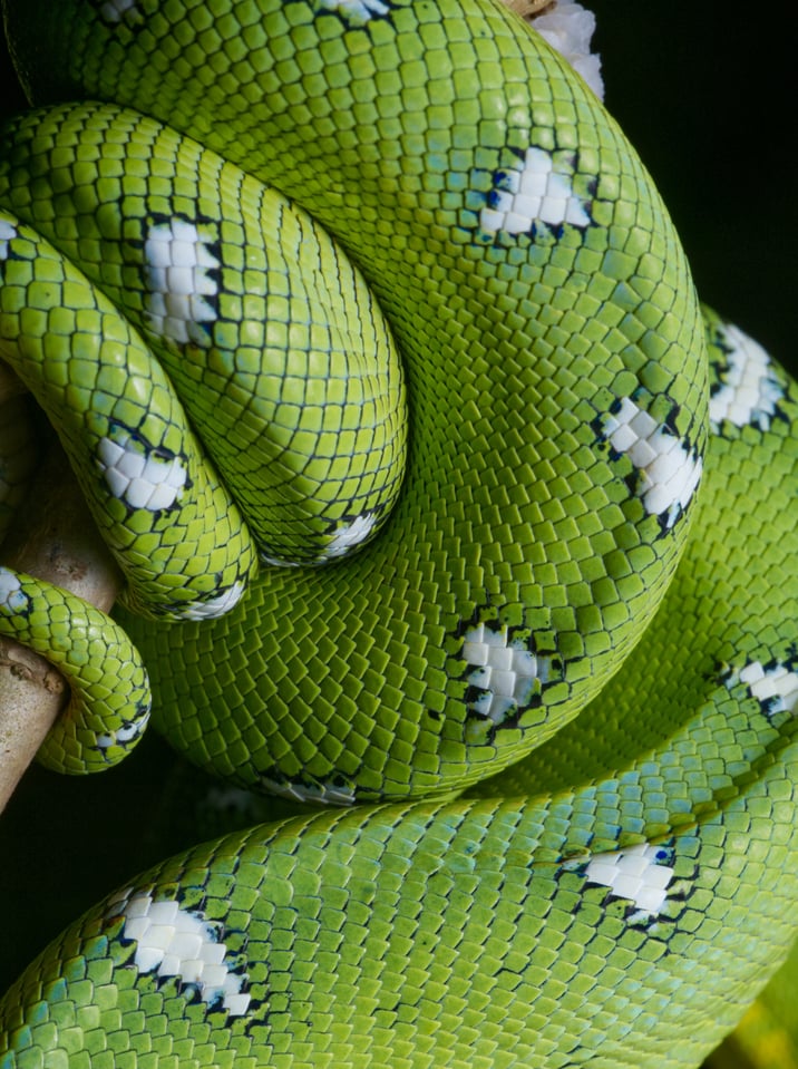 emerald coils