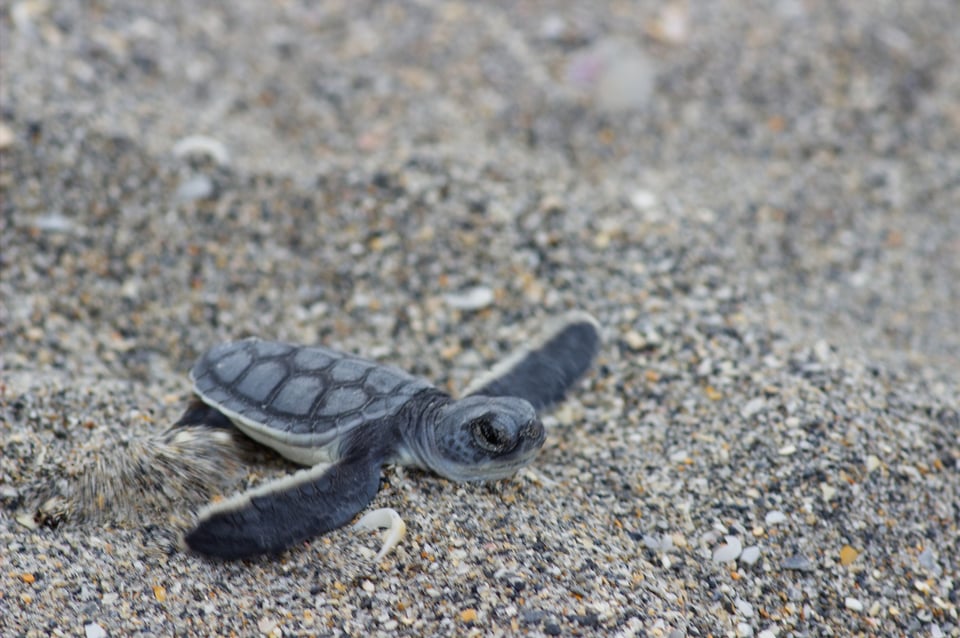 hatchling seaturtle