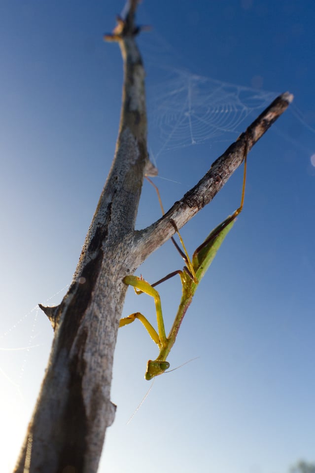 mantis florida