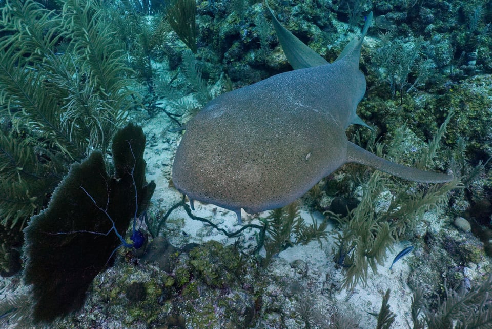 nursesharkbelize