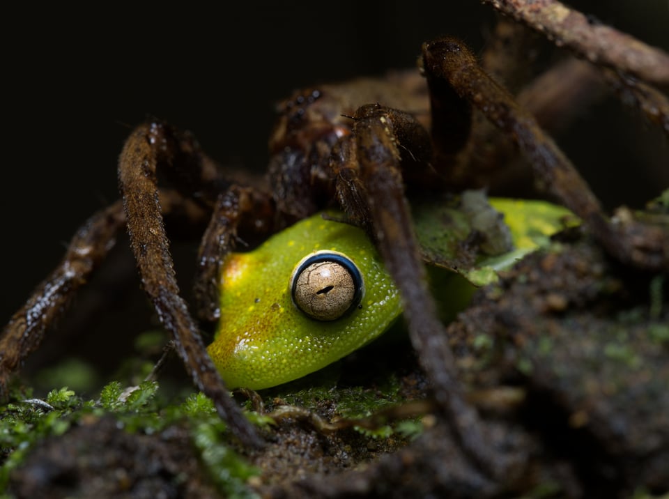 spider_eating_frog