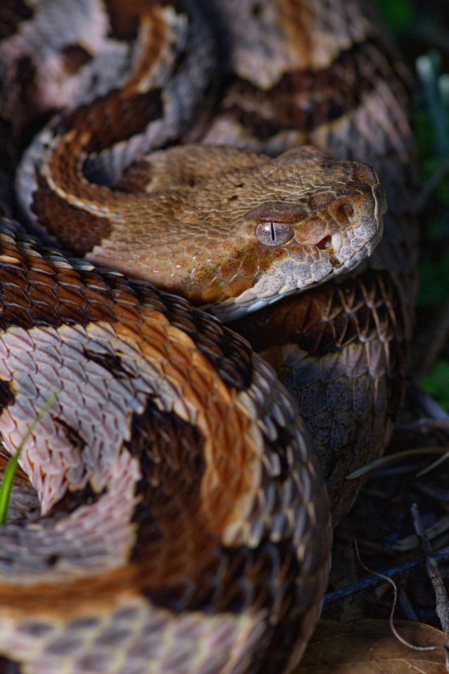 timber rattlesnake