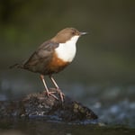 Dipper_Prague