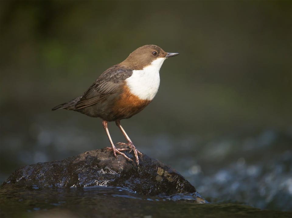 Dipper_Prague