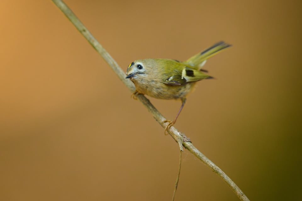 Goldcrest_Nikon Z9_500mm f4_LVP0434-NEF