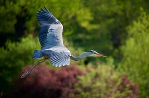 Grey Heron_Czech Republic_Birds in flight_LVP9361-NEF