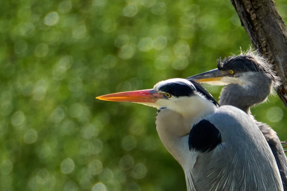 Nikon Z 28-400mm_Sample Images_Grey Heron_ZOO Prague_008_LVP9338