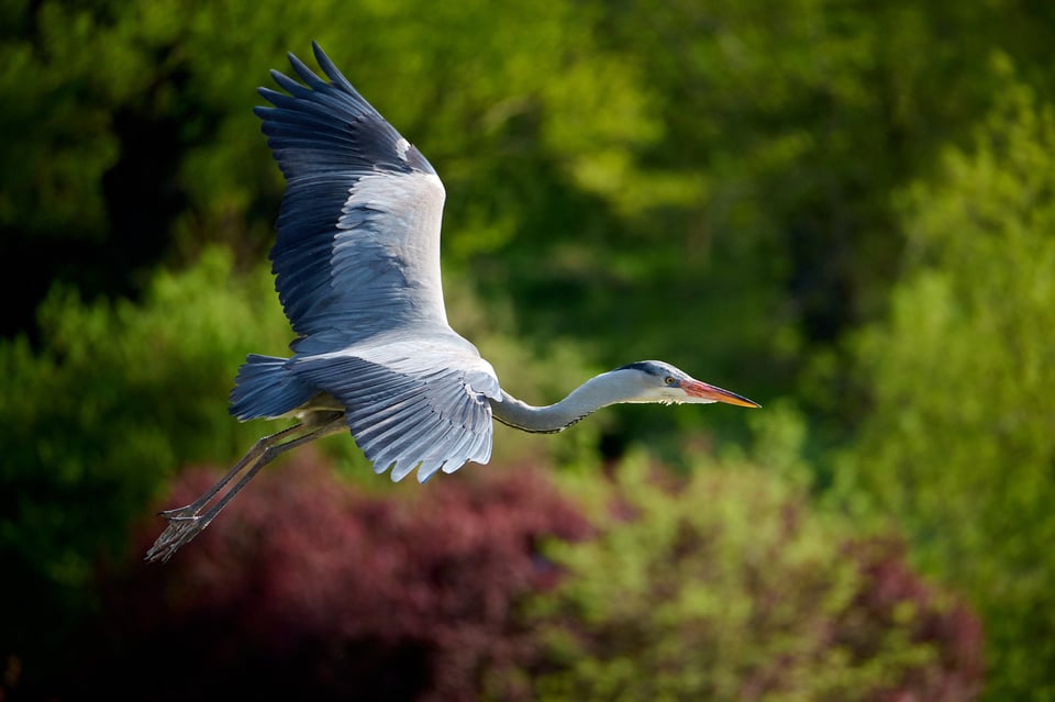 Nikon Z 28-400mm_Sample Images_Grey Heron_ZOO Prague_010_LVP9361