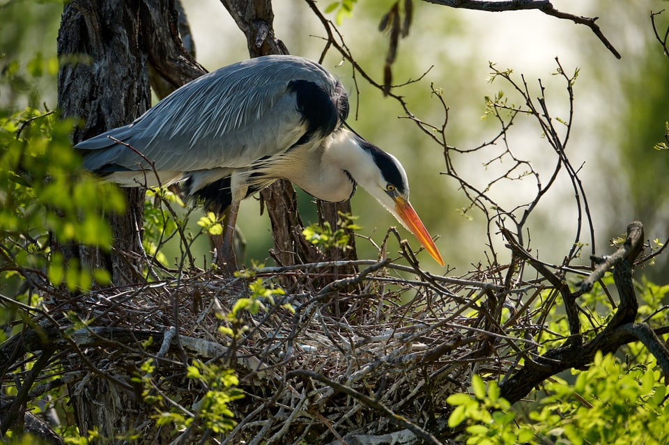 Nikon Z 28-400mm_Sample Images_Grey Heron_ZOO Prague_013_LVP9413