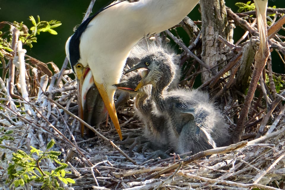 Nikon Z 28-400mm_Sample Images_Grey Heron_ZOO Prague_018_LVP9536