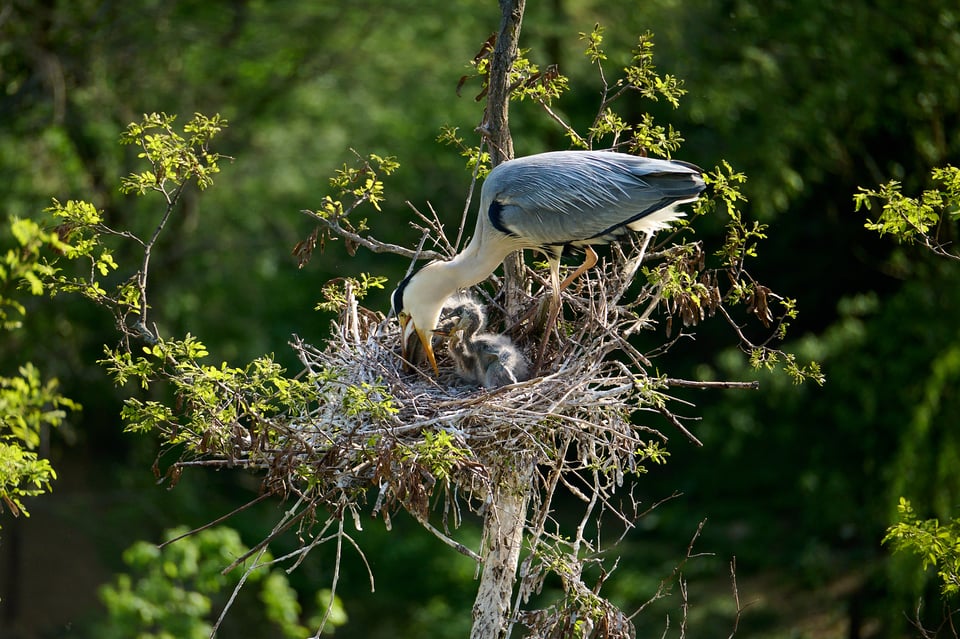 Nikon Z 28-400mm_Sample Images_Grey Heron_ZOO Prague_018_LVP9536