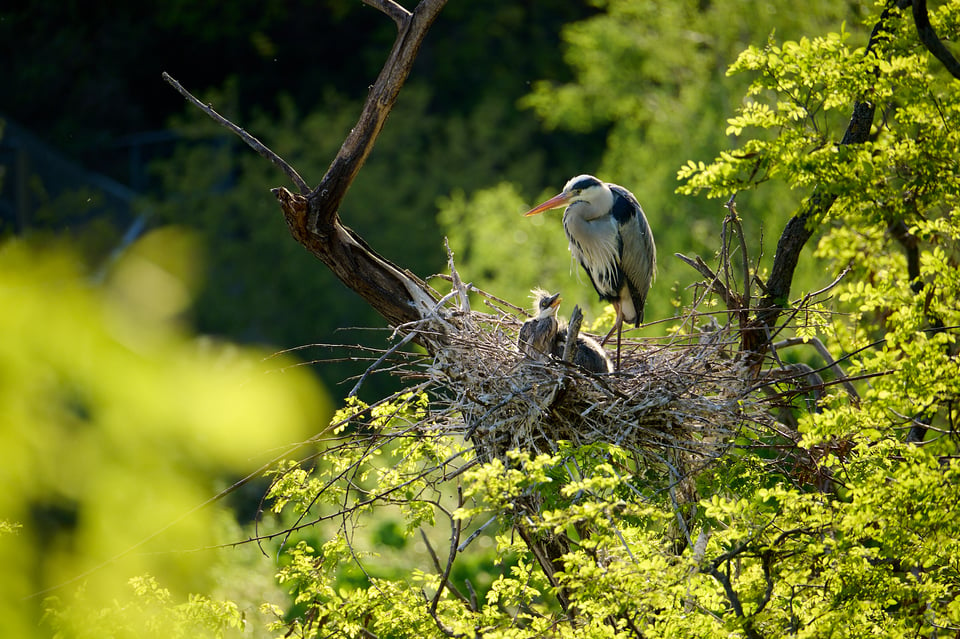 Nikon Z 28-400mm_Sample Images_Grey Heron_ZOO Prague_022_LVP9683