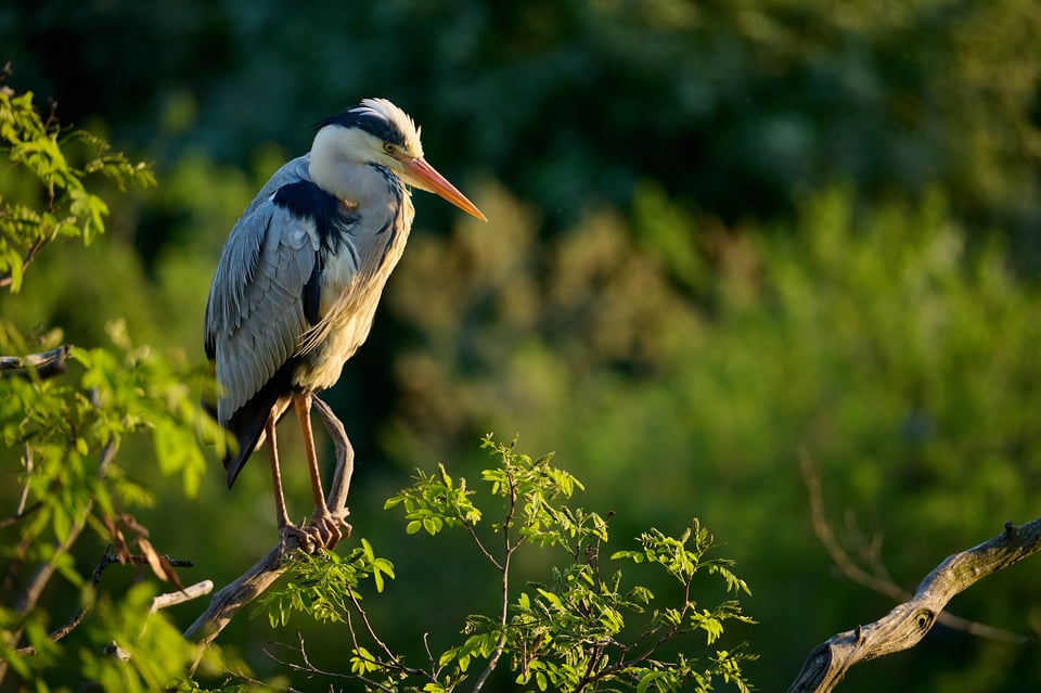 Nikon Z 28-400mm_Sample Images_Grey Heron_ZOO Prague_024_LVP9715