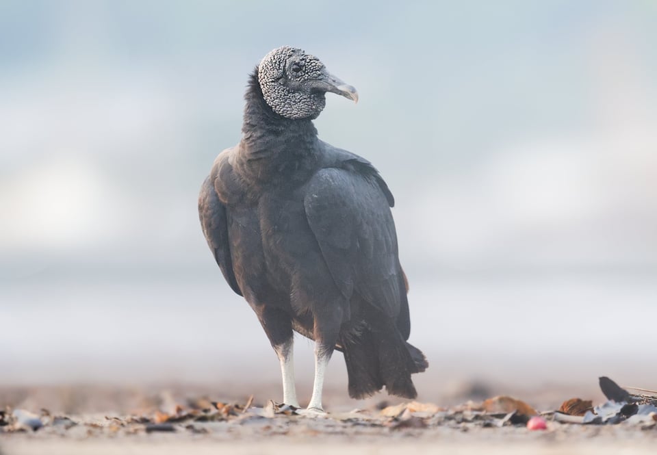 Paraty_BlackVulture_Jason_Polak