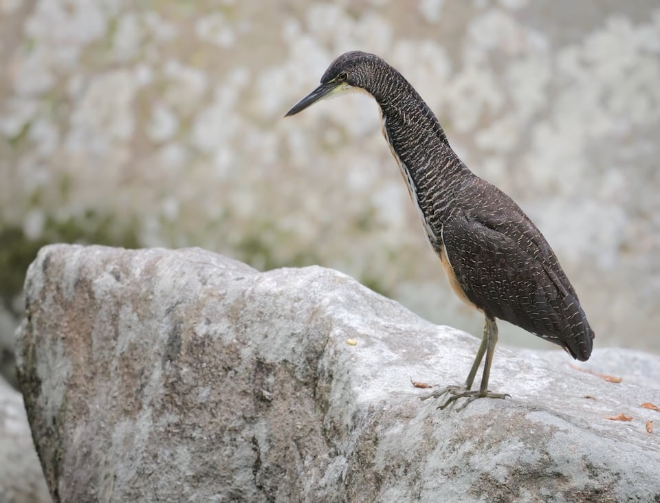 Paraty_FasciatedHeron_Jason_Polak