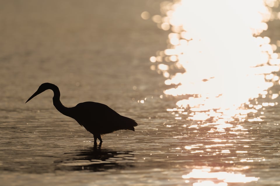 Paraty_Great_Egret_Jason_Polak