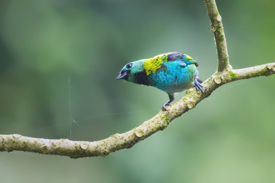 Paraty_GreenHeadedTanager_Jason_Polak