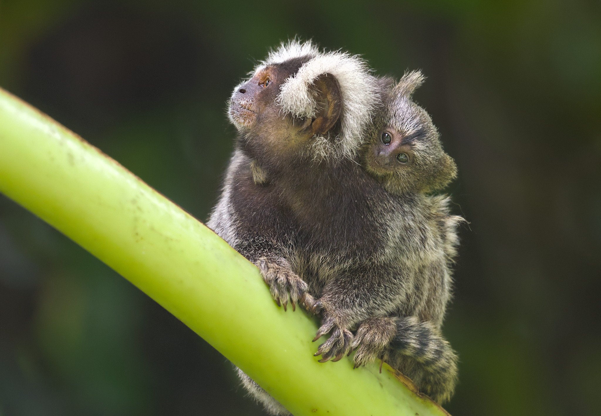 Paraty_Marmoset_Baby_Jason_Polak