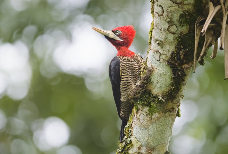 Paraty_Robust_Woodpecker_Jason_Polak