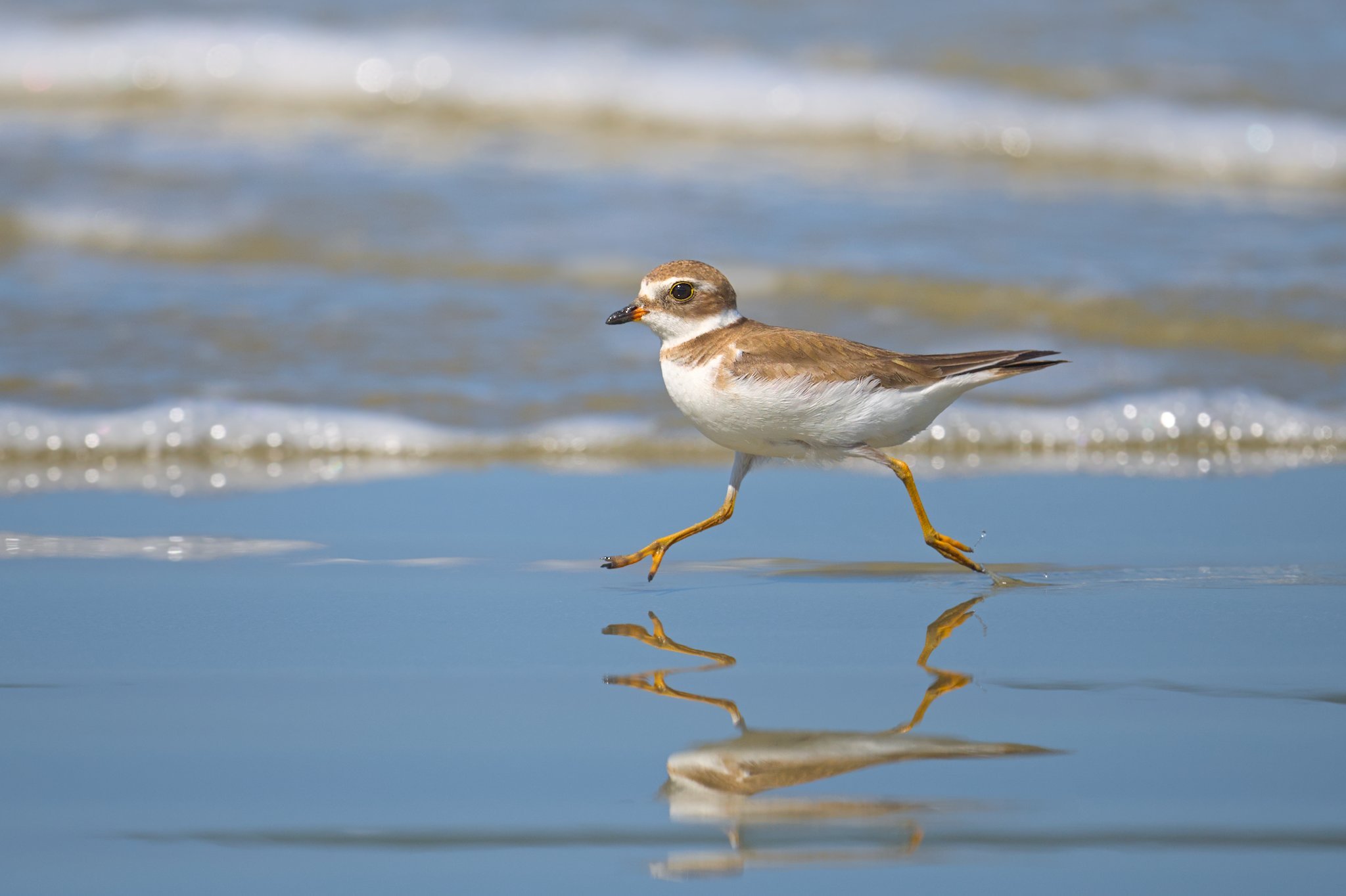 Paraty_SemipalmatedPlover_Jason_Polak