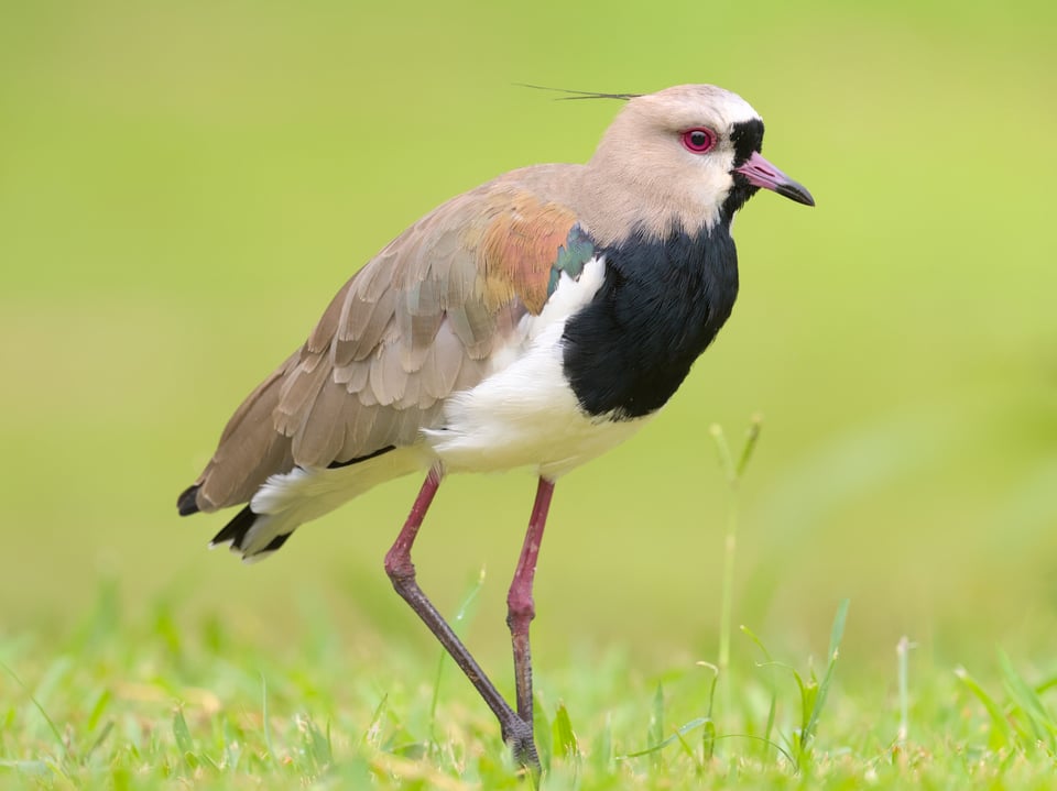 SouthernLapwing_Jason_Polak