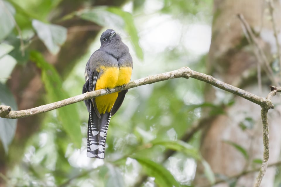 Trogon