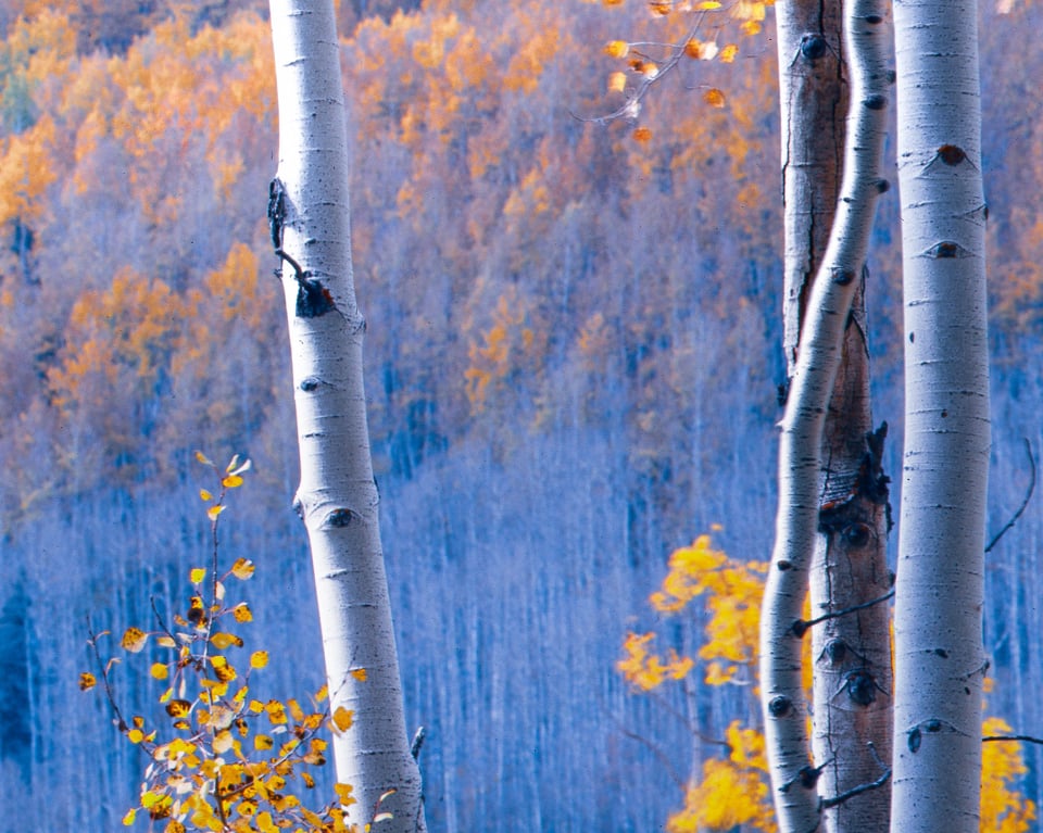 8x10 Crop Aspen Trees Colorado