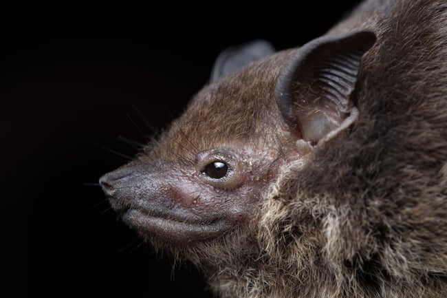 The Wonderful World of Bat Photography