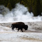 Bison with hot springs steam in Yellowstone