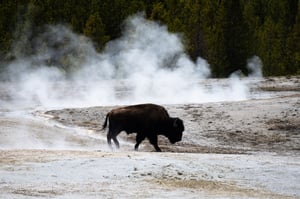 Bison with hot springs steam in Yellowstone