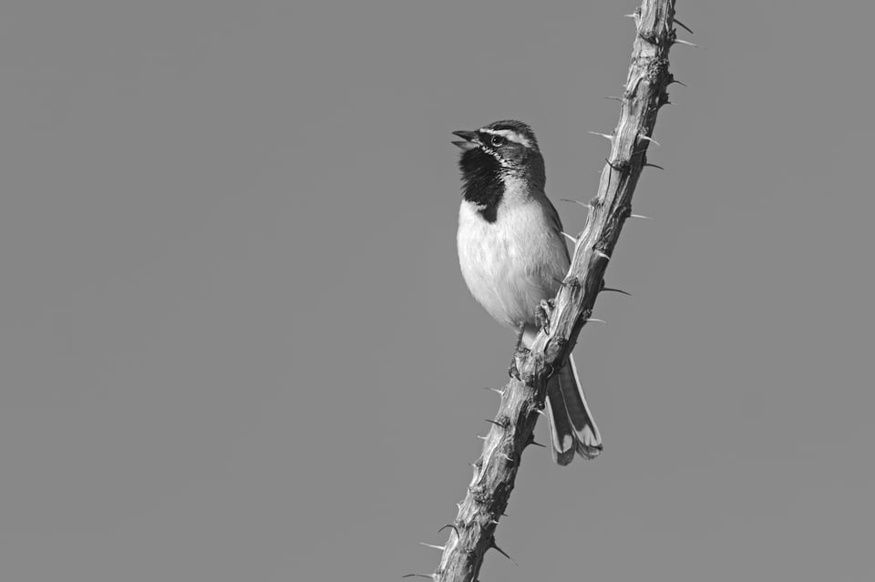 Black_Throated_Sparrow_Arizona_Jason_Polak