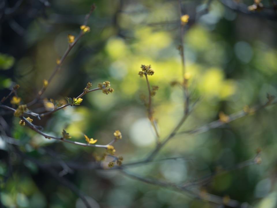 Cat's Eye Bokeh example Hasselblad 90V