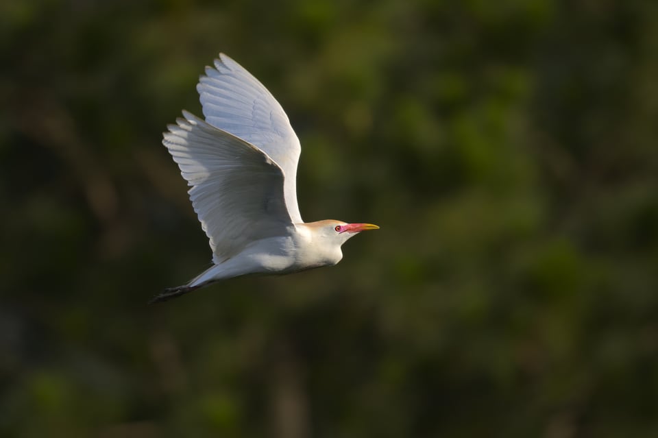 Cattle_Egret_Flying_Jason_Polak