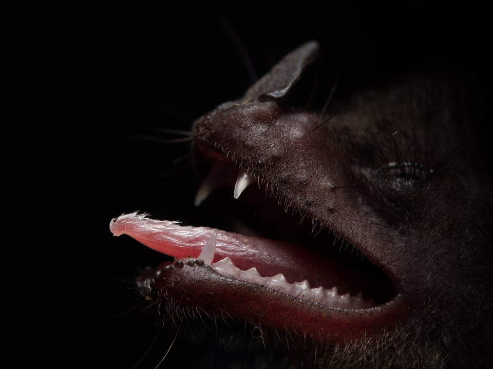 Commissaris's long-tongued bat Glossophaga commissarisi tongue