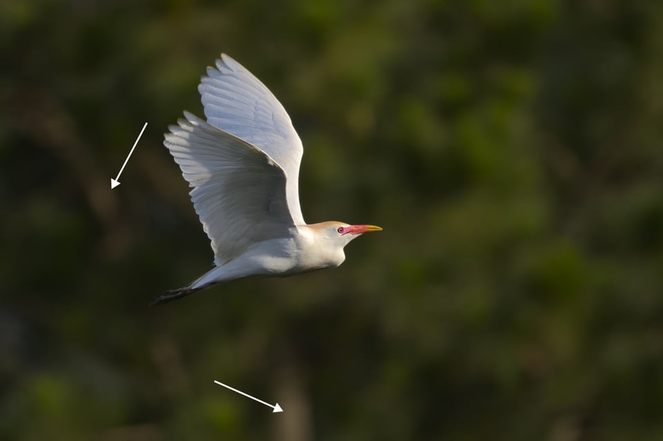 Egret_Background_Distracting